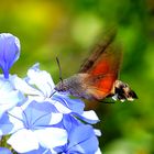 Macroglossum stellatarum, Taubenschwänzchen oder Taubenschwanz an Kap-Bleiwurz [Plumbago auriculata)