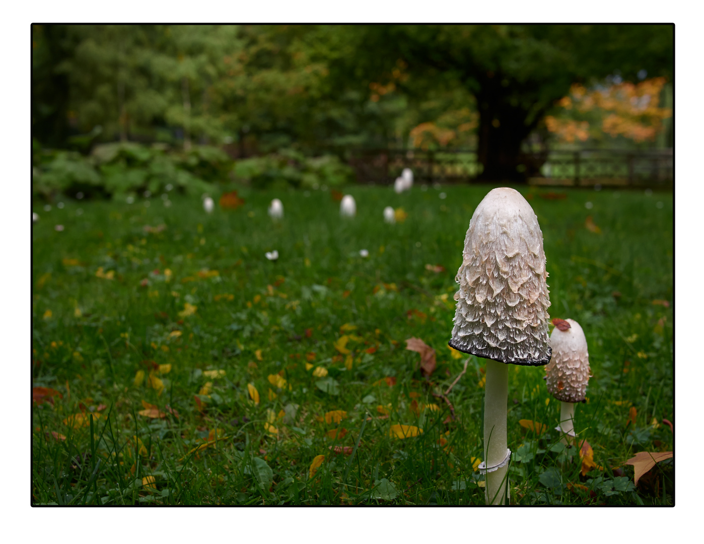 Macrolepiota bohemica