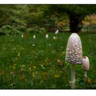 Macrolepiota bohemica