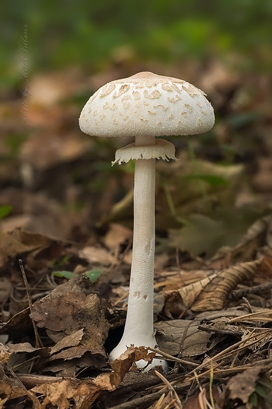 Macrolepiota konradii