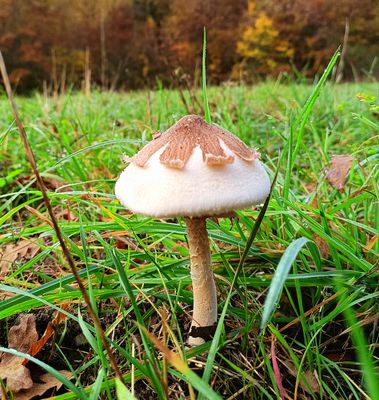 Macrolepiota mastoidea