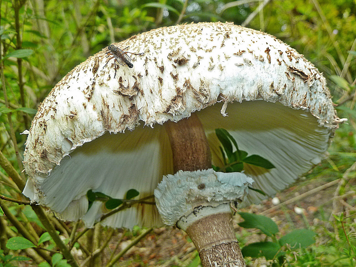 Macrolepiota procera