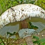 Macrolepiota procera