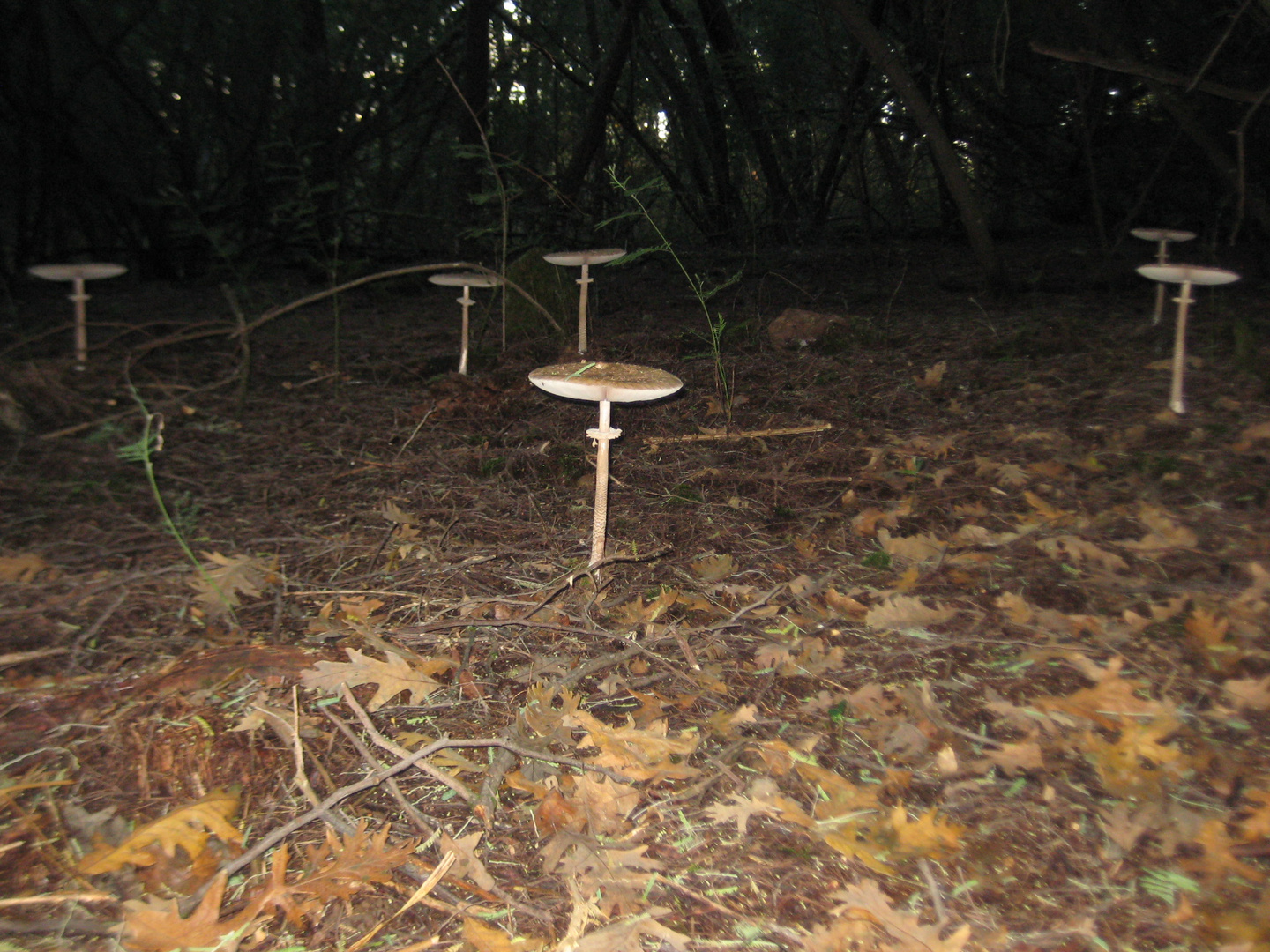 Macrolepiota Procera