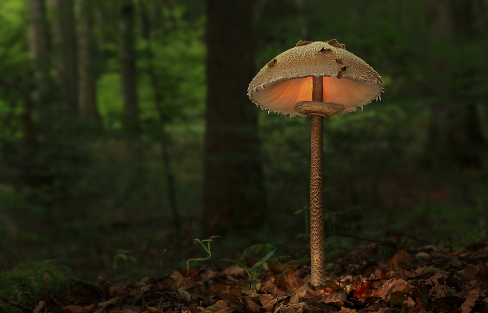 Macrolepiota procera