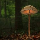 Macrolepiota procera