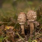 Macrolepiota procera