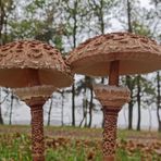 Macrolepiota procera - Parasol Fungus