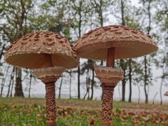 Macrolepiota procera - Parasol Fungus