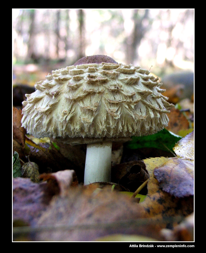 Macrolepiota (zempleninfo.com)