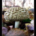 Macrolepiota (zempleninfo.com)