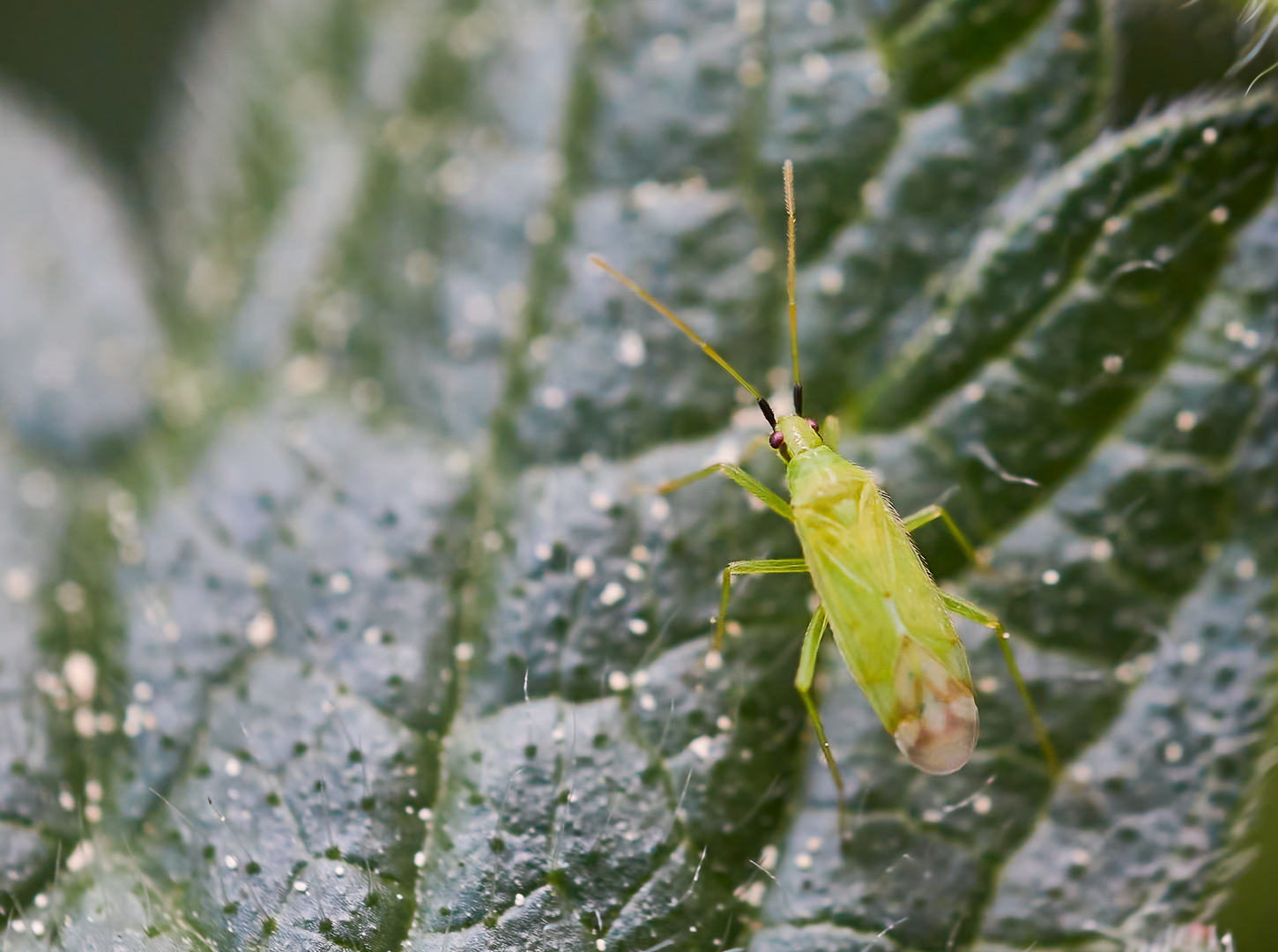 Macrolophus pygmaeus Foto & Bild natur, insekten, tiere Bilder auf