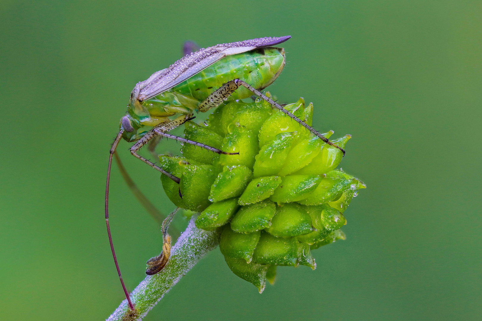 Macrolophus pygmaeus