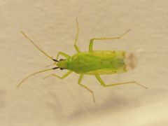 Macrolophus pygmaeus - eine 4 mm große Raubwanze gegen Weiße Fliegen