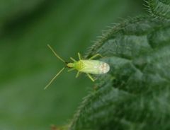 Macrolophus pygmaeus - eine Raubwanze gegen Weiße Fliegen