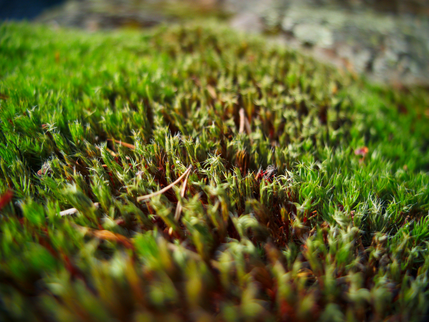 MacroMoss