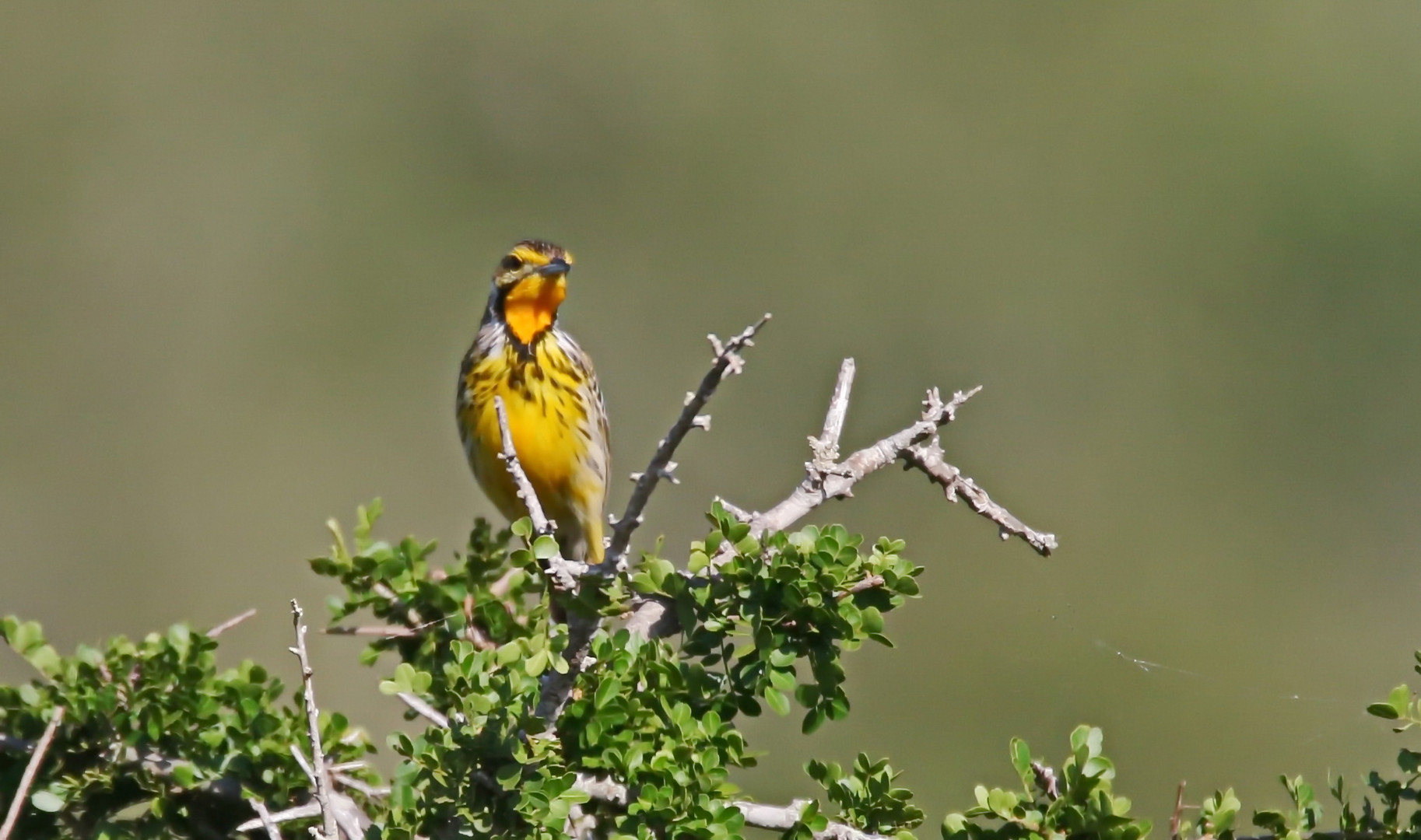 Macronyx croceus,yellow-throated longclaw