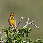 Macronyx croceus,yellow-throated longclaw