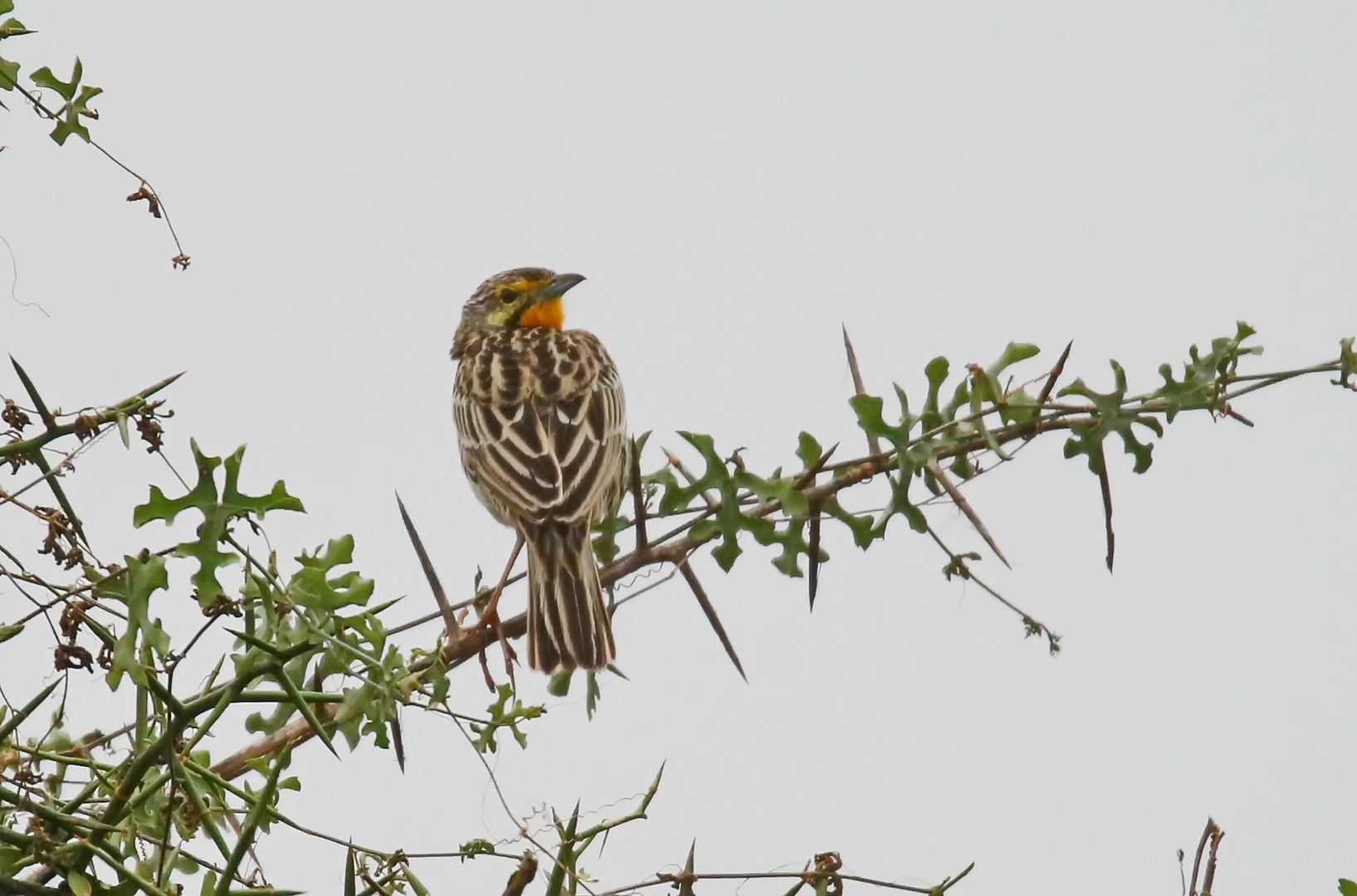 Macronyx croceus,yellow-throated longclaw