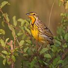 Macronyx croceus,Yellow-throated longclaw,Gelbkehlpieper