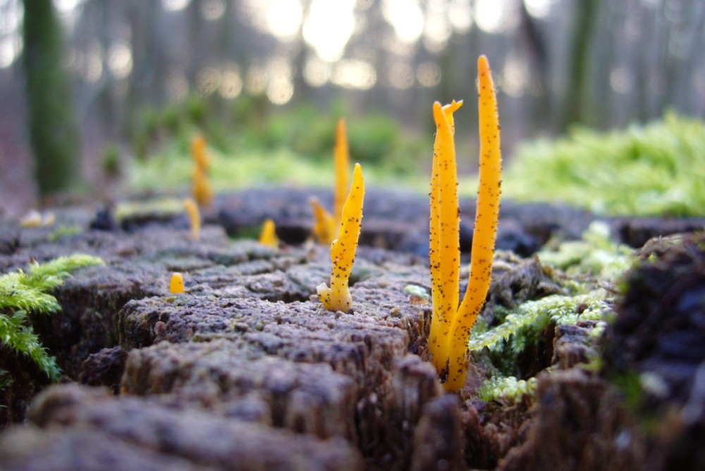 "Macropaysage" forestier automnal