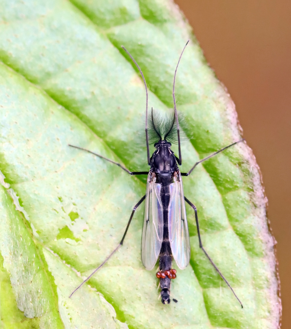 Macropelopia nebulosa-Männchen