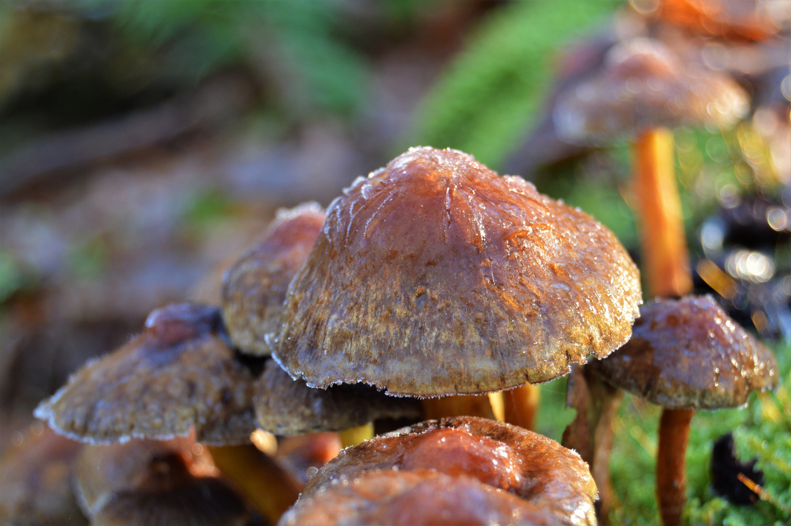 Macrophotography of nature