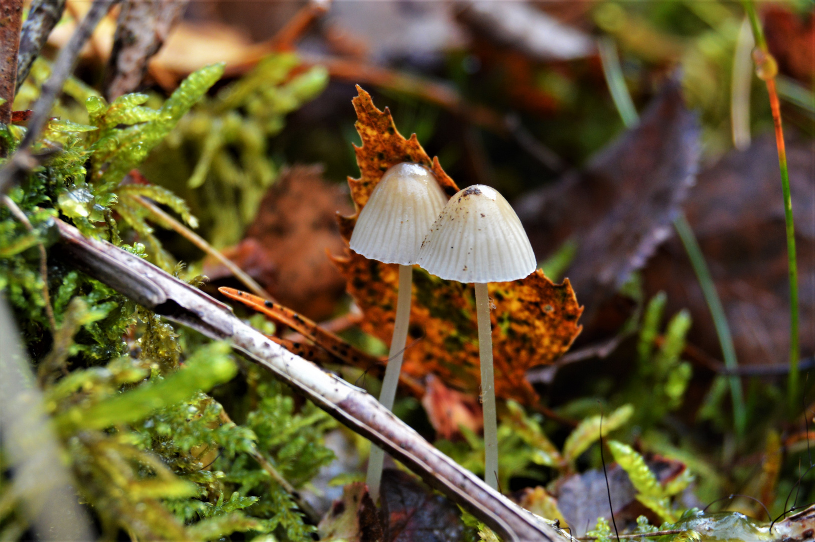 Macrophotography of nature