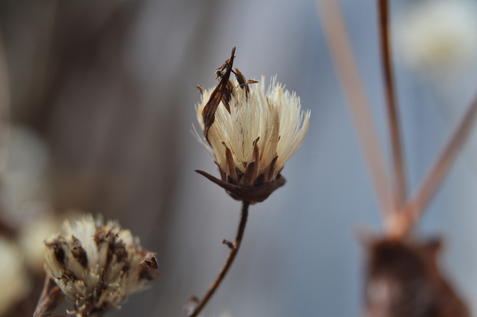 Macrophotography of nature