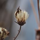 Macrophotography of nature