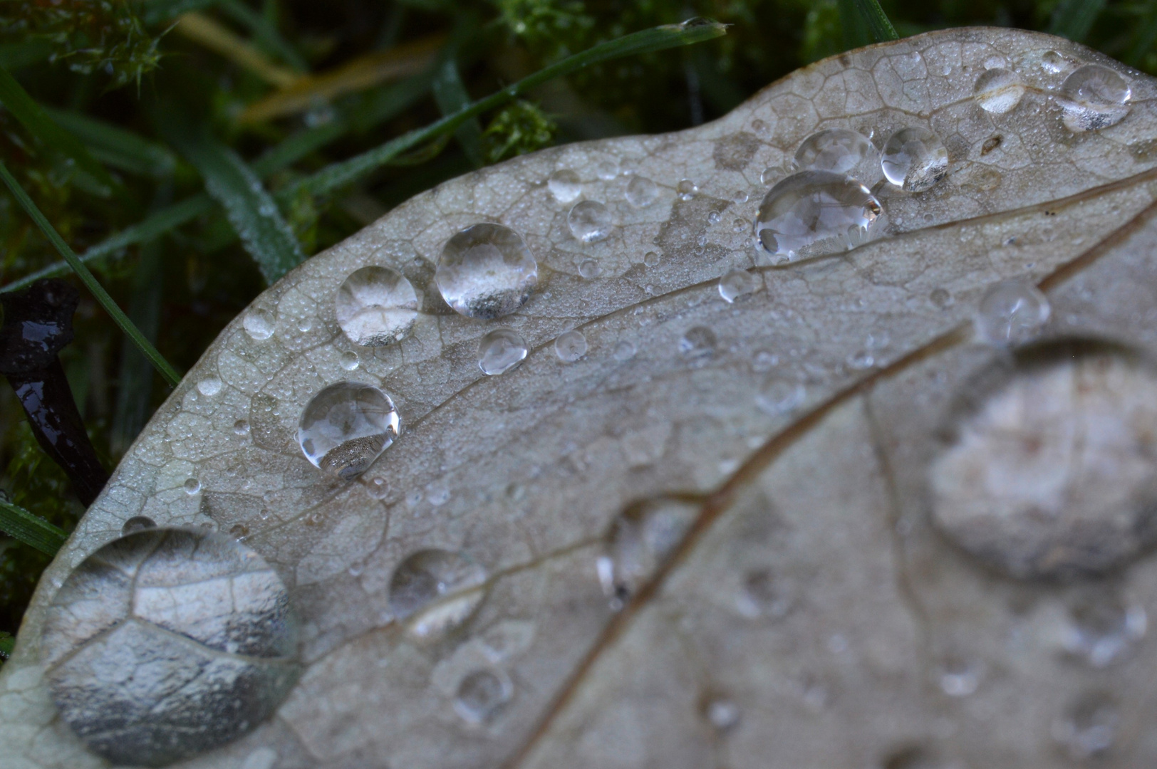 Macrophotography of nature