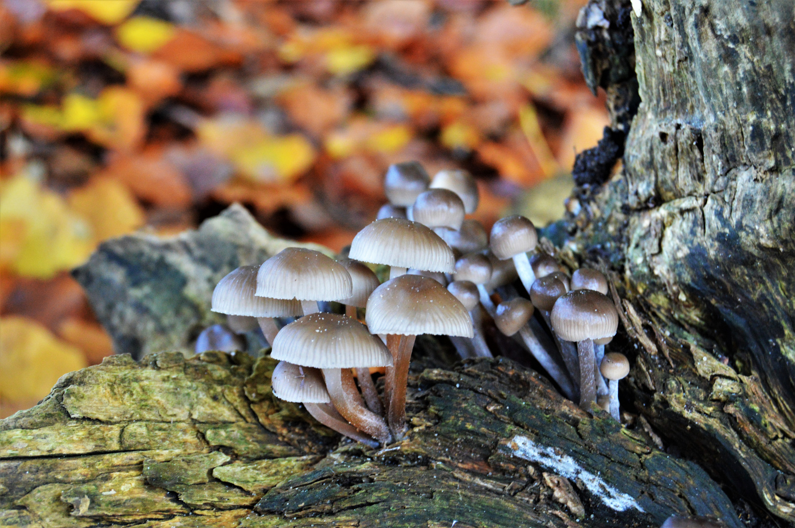 Macrophotography of nature 