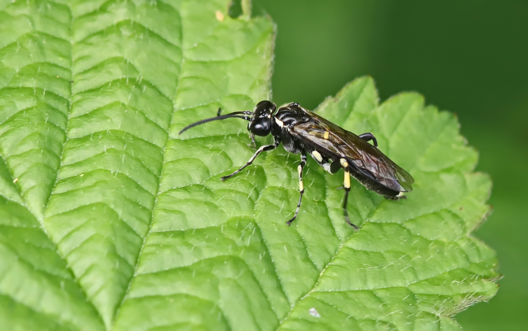 Macrophya alboannulata oder M. albicincta Nr.1