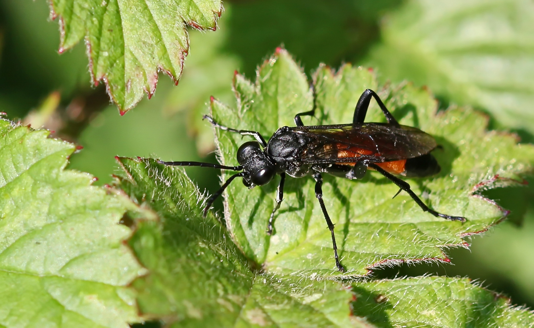 Macrophya annulata