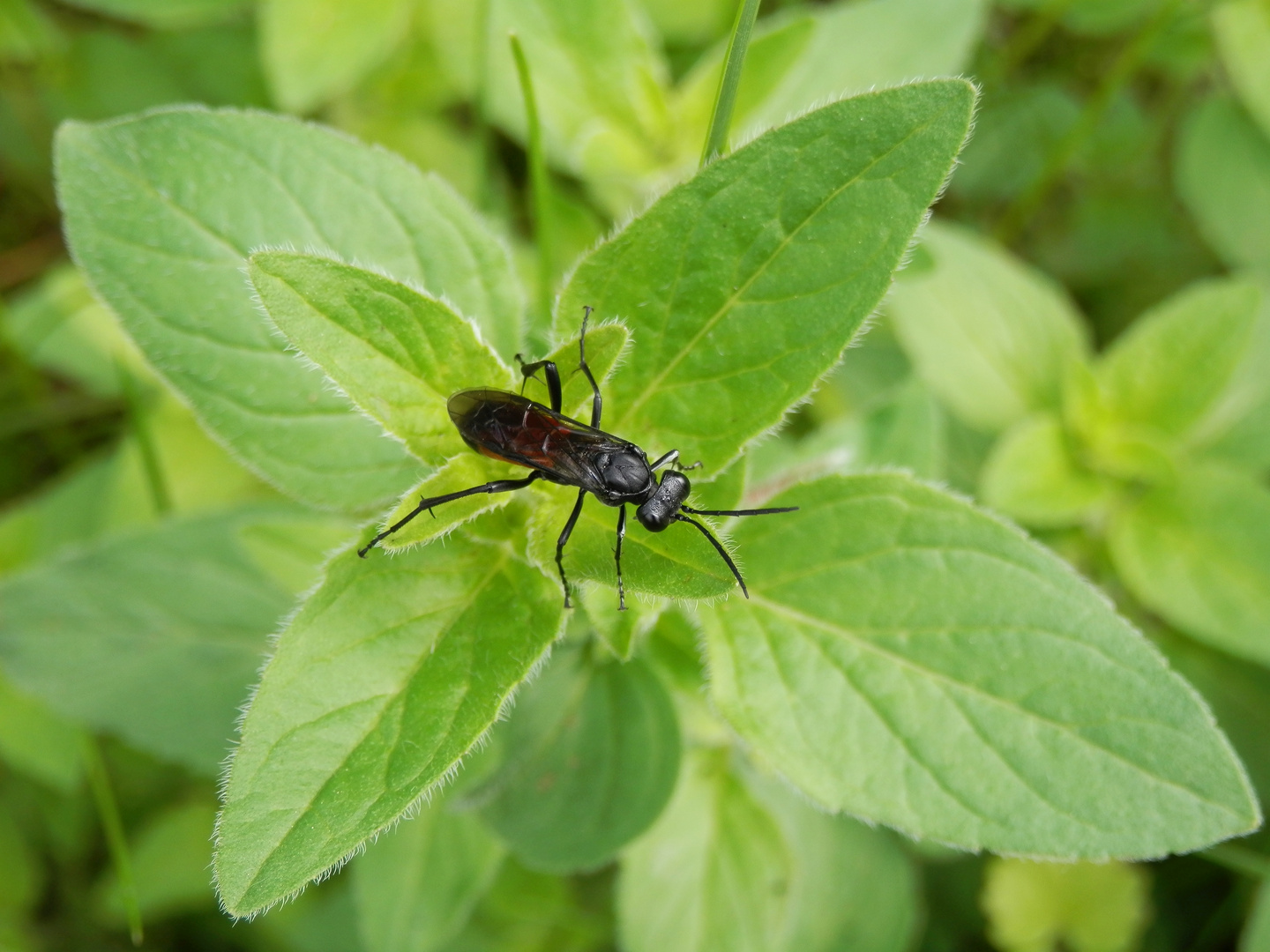 Macrophya annulata