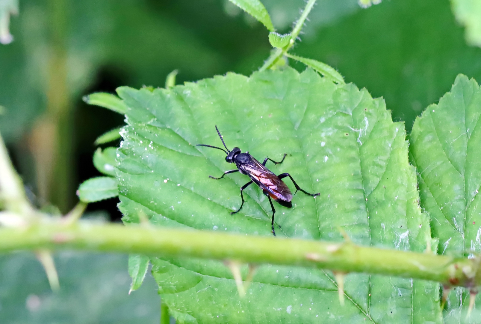 Macrophya annulata