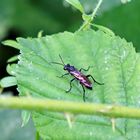 Macrophya annulata