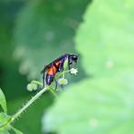 Macrophya annulata,Blattwespe