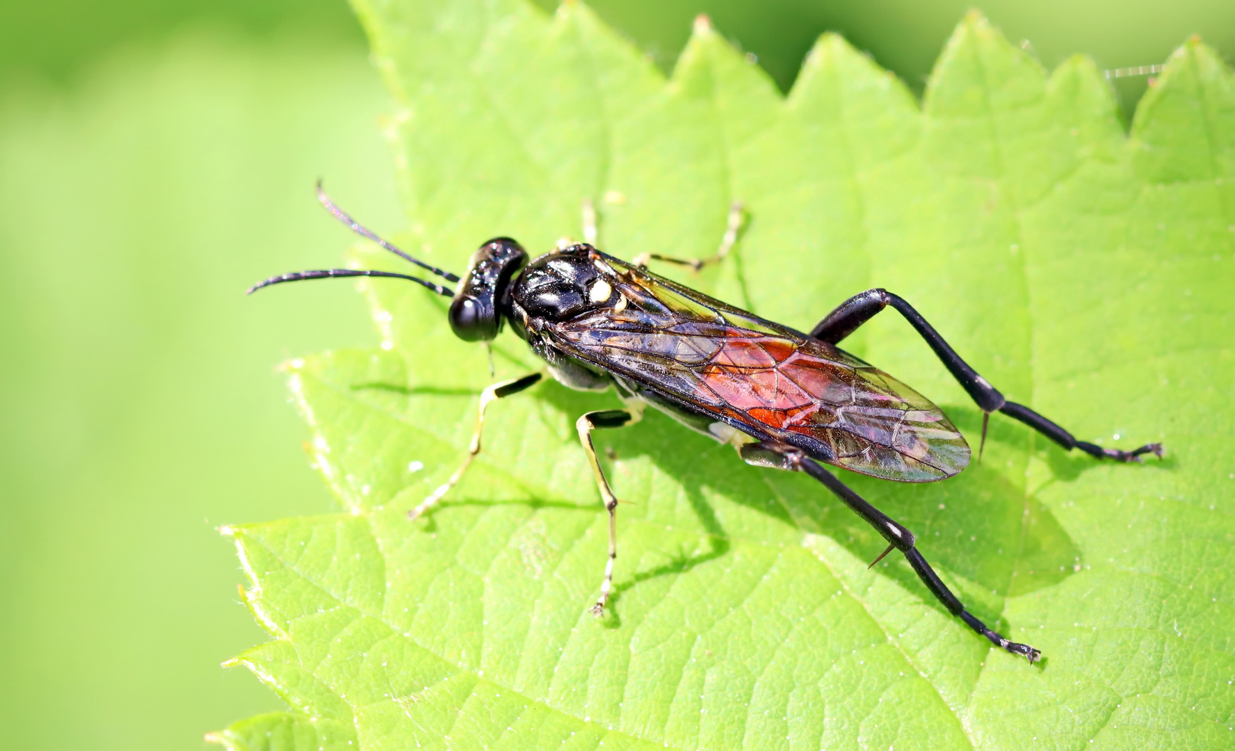 Macrophya militaris_w