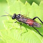 Macrophya militaris_w