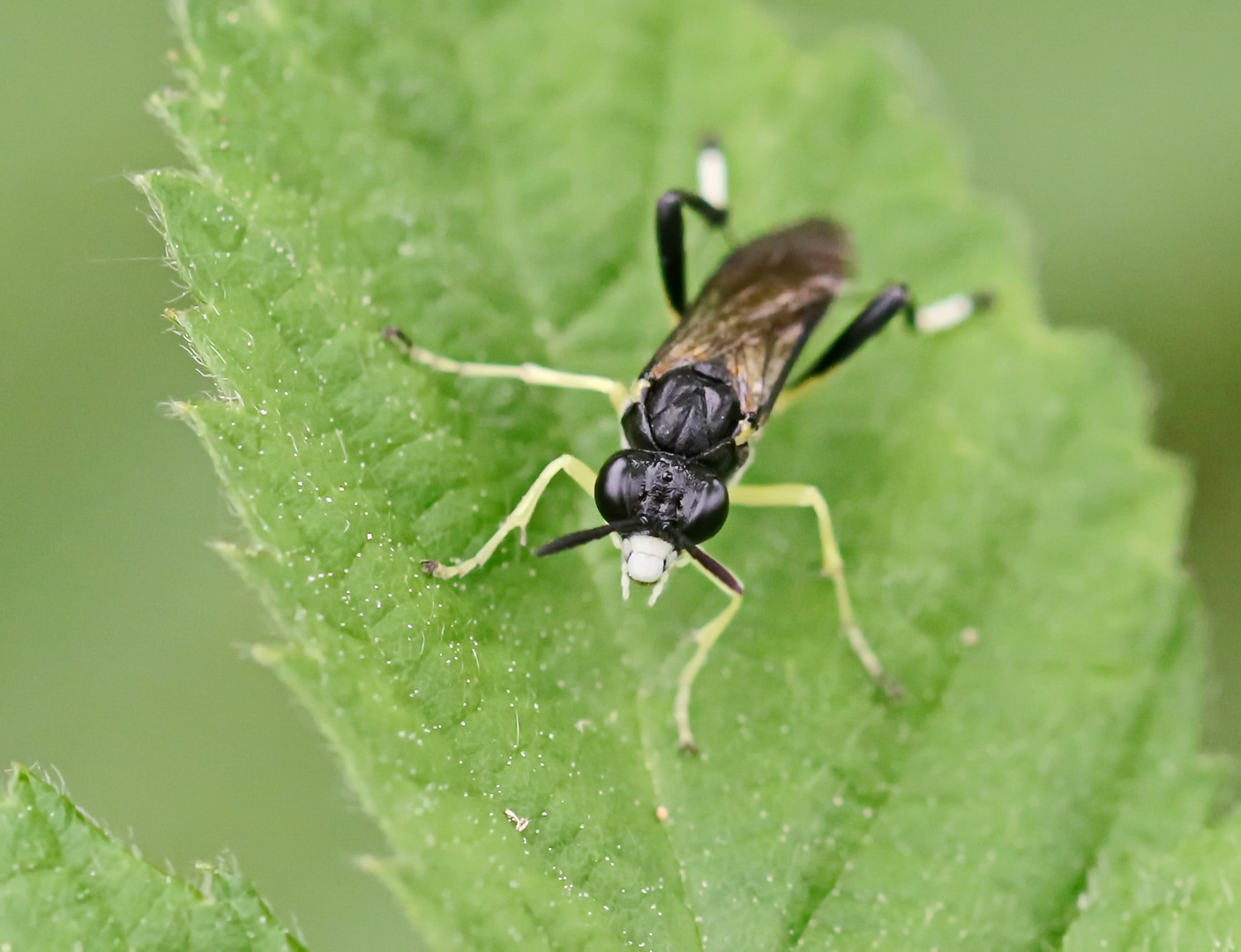 Macrophya montana