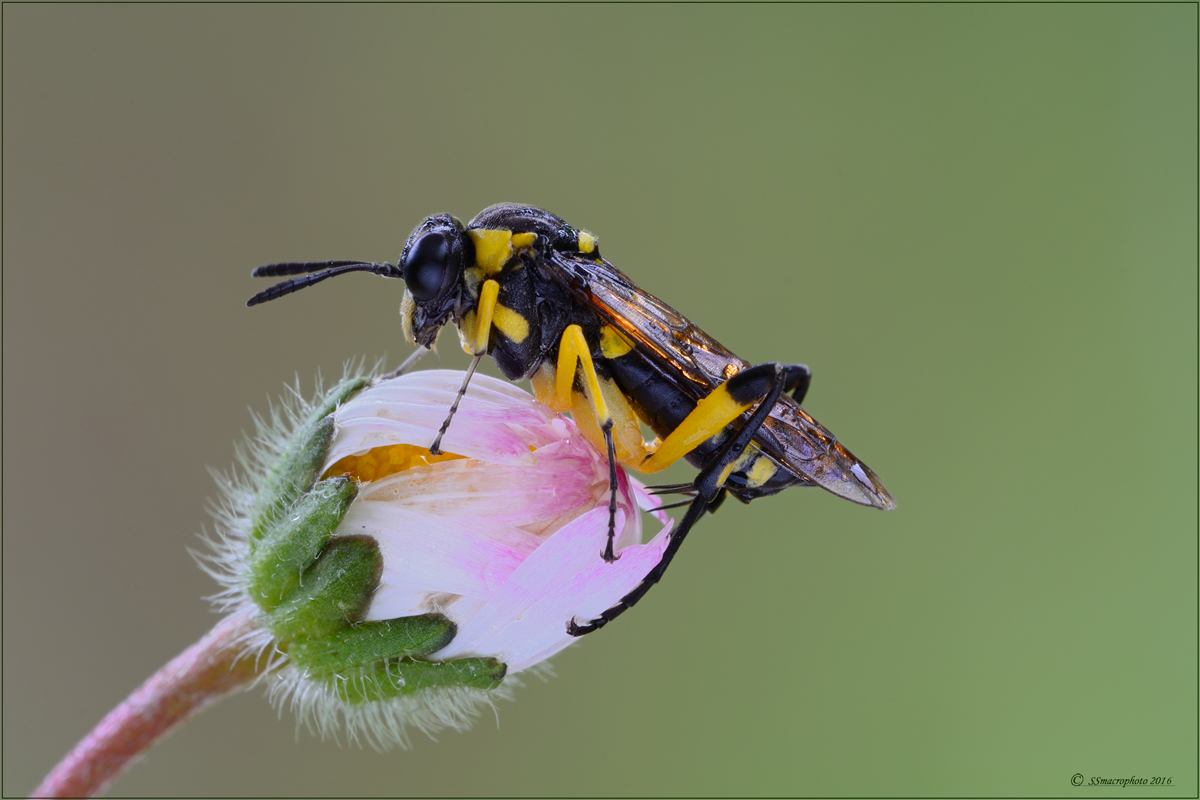 Macrophya-montana-femmina