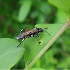 Macrophya punctumalbum