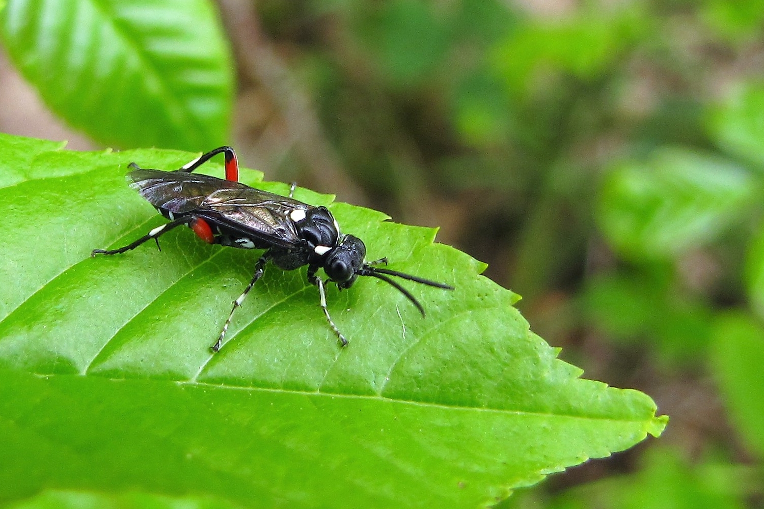 Macrophya punctumalbum  Liguster-Blattwespe 