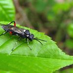 Macrophya punctumalbum  Liguster-Blattwespe 