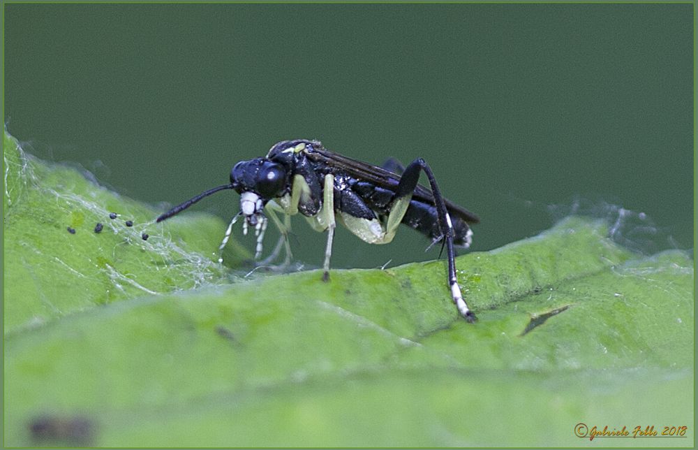 Macrophya ribis (Schrank, 1781)