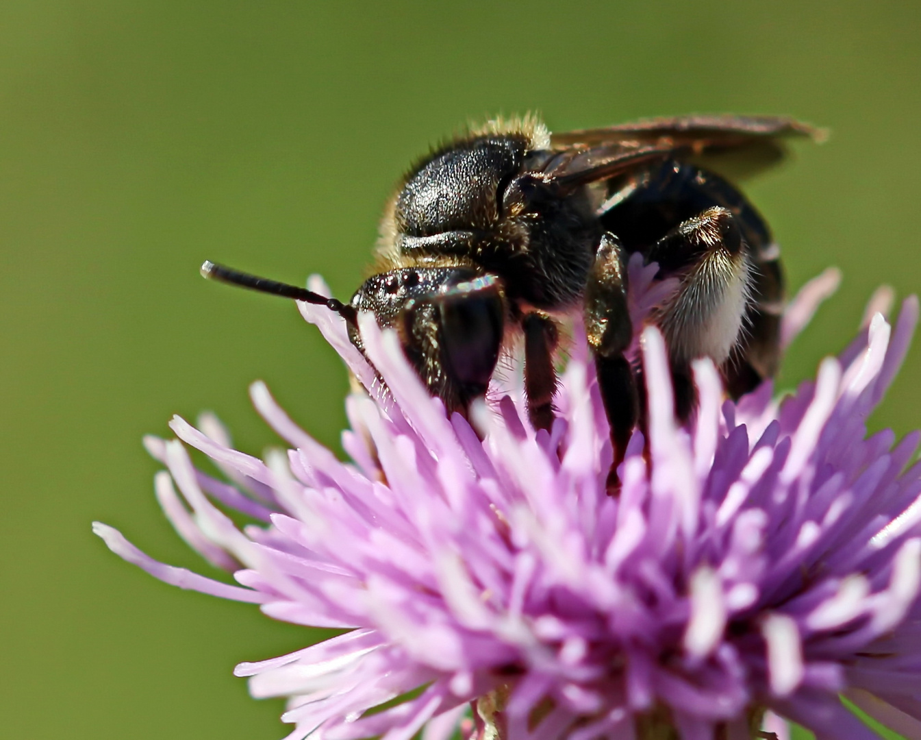 Macropis europaea