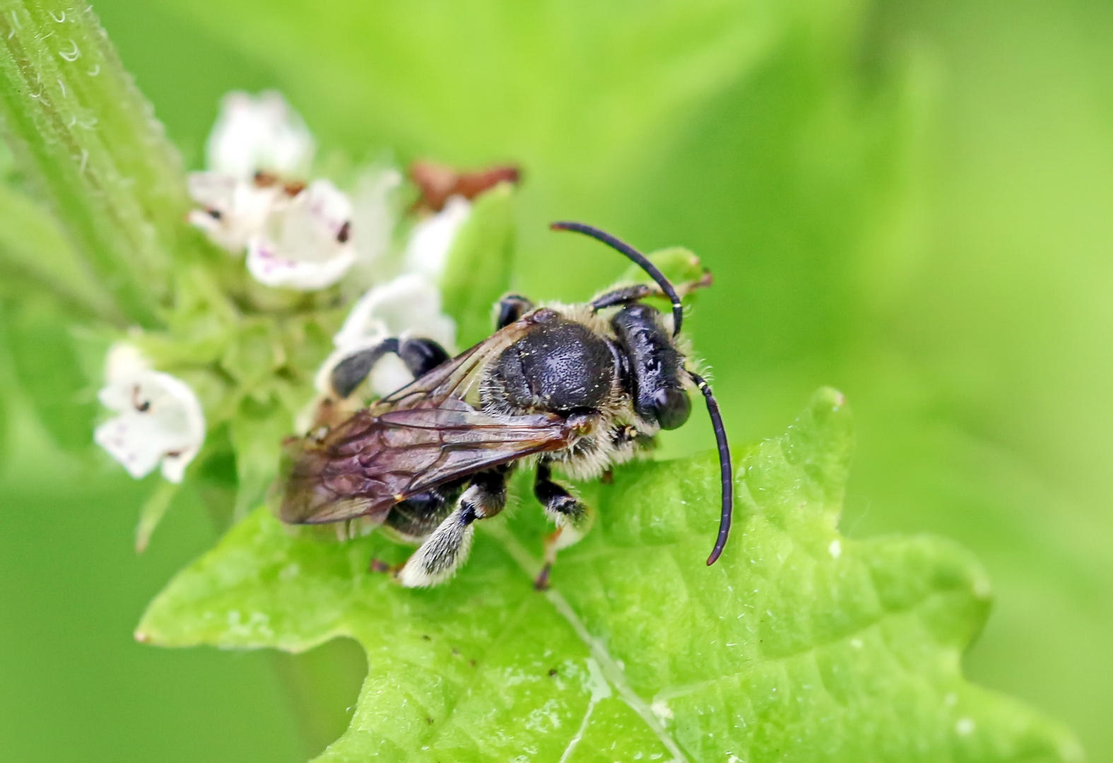 Macropis europaea,Männchen