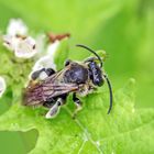 Macropis europaea,Männchen