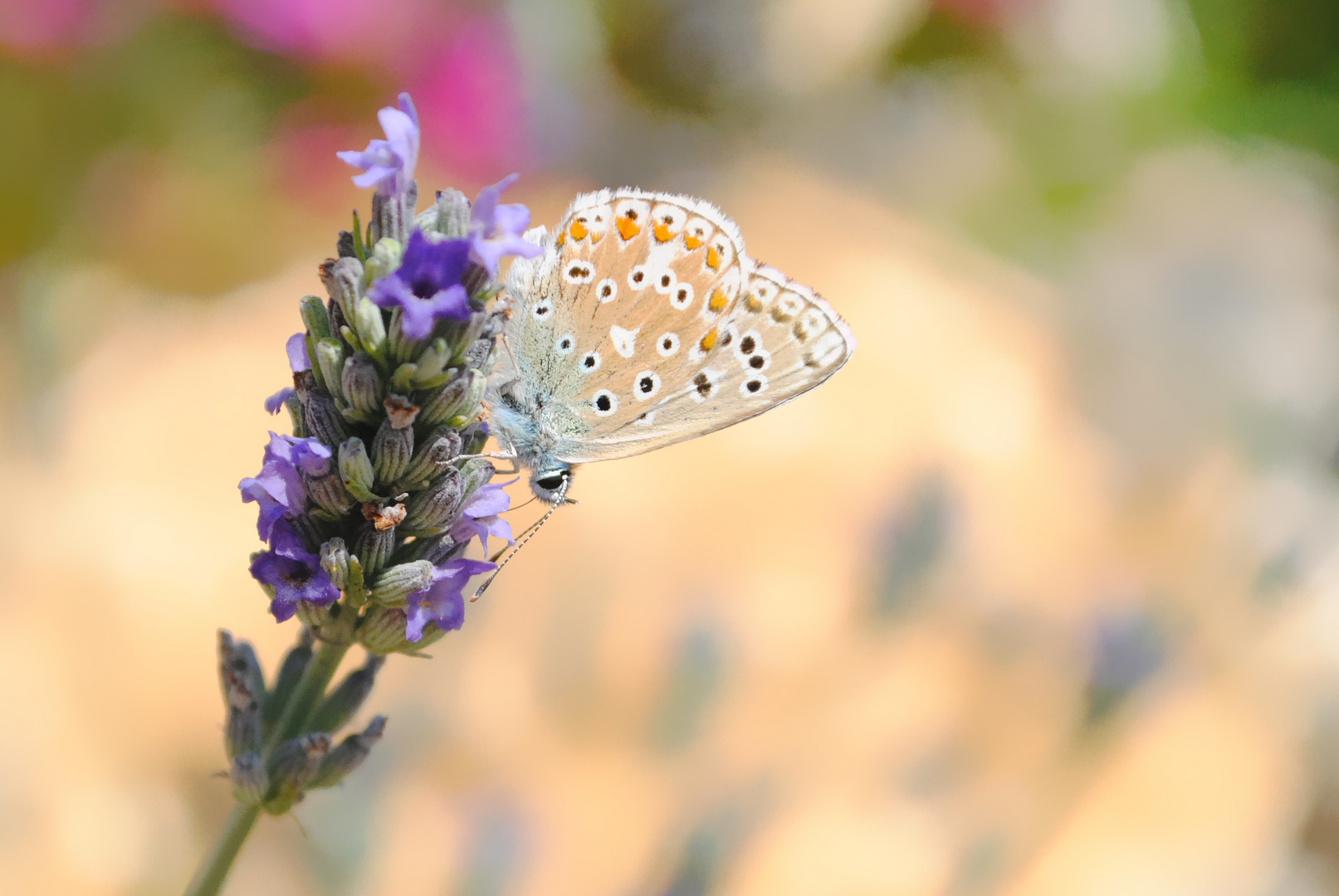 Macroportrait